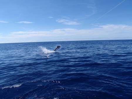 Sportfishing Tour - 27' Dusky "OutCast" - Half Day photo 3